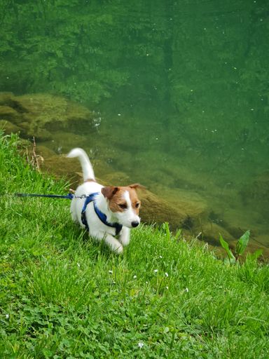 A vertical shot of an adorable brown white dog on a leash near a lake