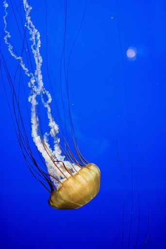 A vertical shot fo a beautiful jellyfish underwater with a blue background