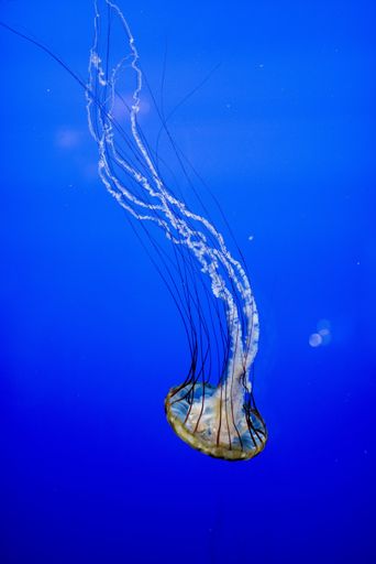 A vertical shot of a beautiful jellyfish underwater with a blue background