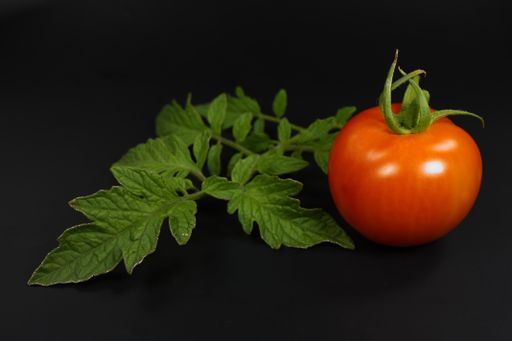 A high angle shot of a fresh tomato and big leaves on a black surface