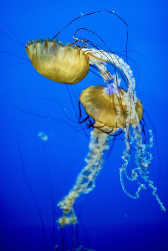 A vertical shot of beautiful jellyfish underwater with a blue background
