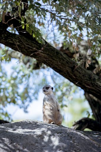 A vertical shot of a meerkat standing on a rock with a blurred background
