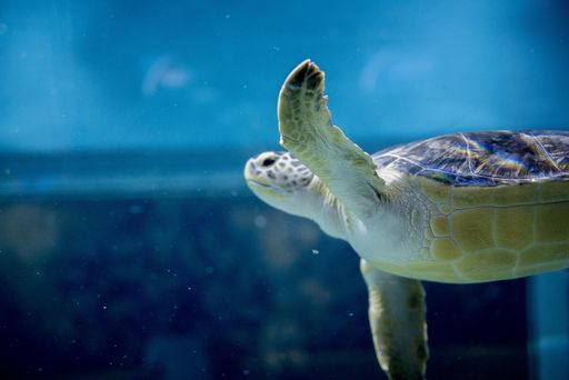 A closeup shot of a loggerhead sea turtle underwater with a blurred background