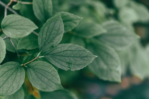 A close-up shot of the green leaves of beautiful philadelphus growing in garden
