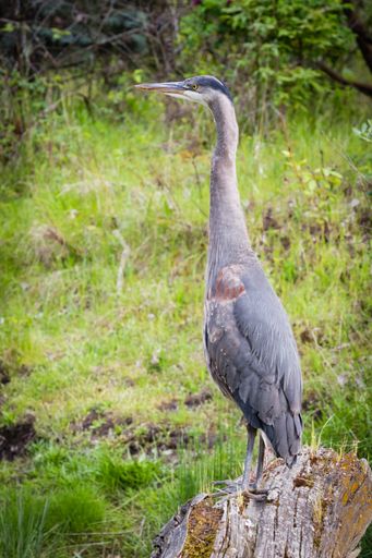 A vertical shot of a stork standing on a log in the middle of a grass covered field