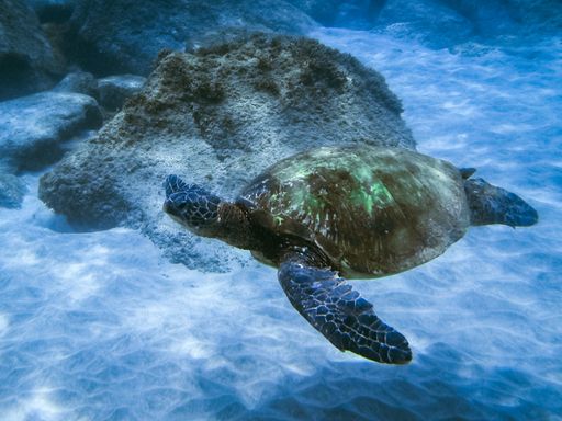 A closeup shot of a turtle swimming near the bottom of the ocean