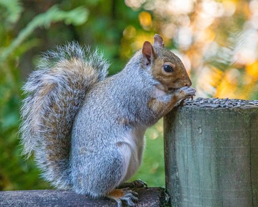 A closeup shot of a squirrel on a wooden fence with the blurred background