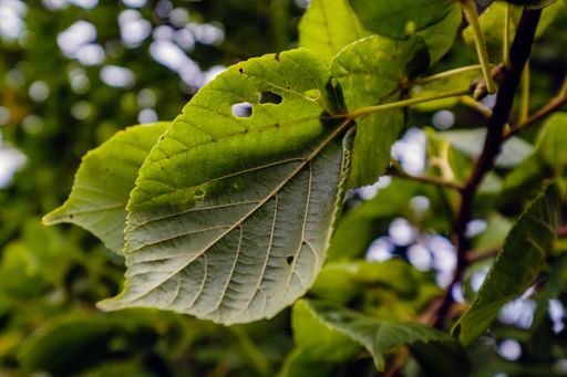A closeup shot of leaves on a branch with holes
