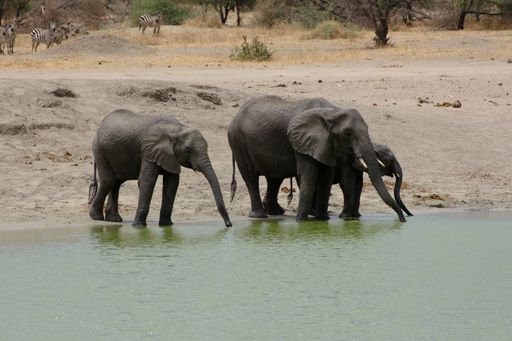 A closeup shot of a mother elephant with its two babies drinking water from the small lake