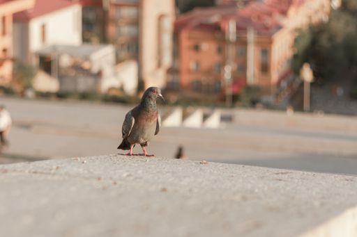 A closeup shot of a pigeon with blurred background