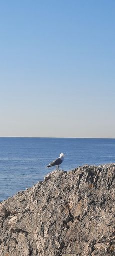 A vertical closeup shot of a Seagull bird standing on a rock on the coast of a beach