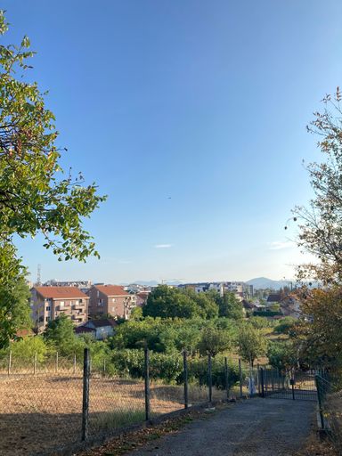 A vertical shot of a green tree field in a park with buildings in the background on a sunny day