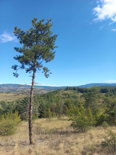 A vertical shot of a tall green tree in a field with hills in the background on a sunny day