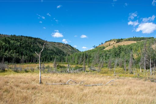 A field in the Rocky Mountains and green forests during daylight