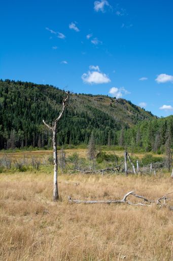 A vertical shot of a field in the Rocky Mountains and green forests during daylight