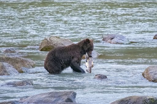 A baby grizzly fishing salmon in the river in Alaska in fall