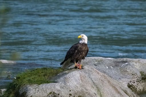 A bald eagle standing on a rock in Alaska, eating a salmon