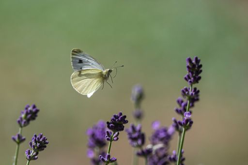A common white butterfly flying in a lavender field under the sunlight with a blurry background