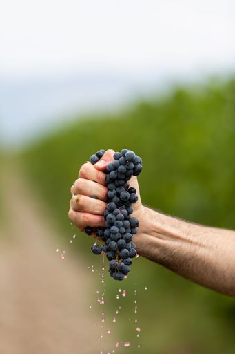 A vertical shot of a person squeezing grapes