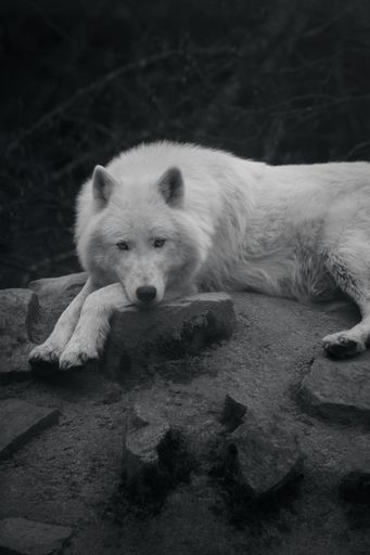 A vertical grayscale shot of Arctic wolf
