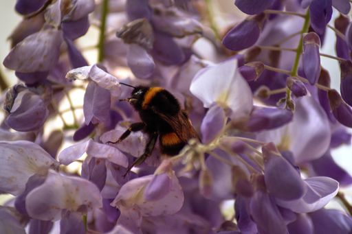 A closeup shot of a bee on purple flowers