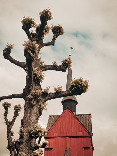 A vertical shot of a tree with an ancient building in the background on a clouded day