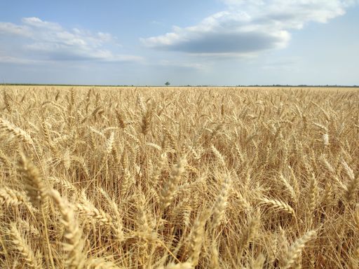 A crop of golden wheat growing on a farm under a bright sky