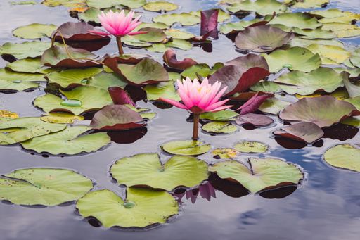a closeup of water lilies