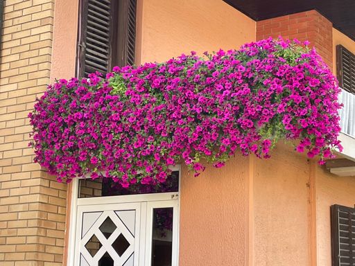A large bush of blooming purple rhododendron flowers on a house balcony