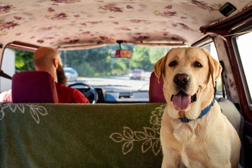 A closeup shot of a labrador retriever sitting on the back of the car