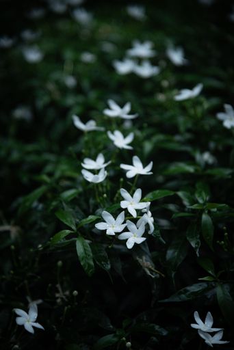 A vertical selective focus shot of white Arabian jasmine flower bushes on dark background