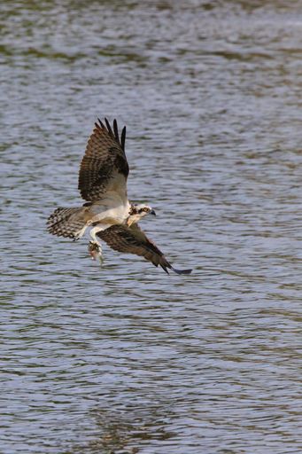 A vertical shot of an osprey hunting over the sea