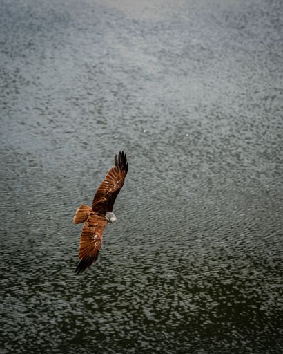 A vertical shot of a Western marsh harrier flying above the river looking for fish