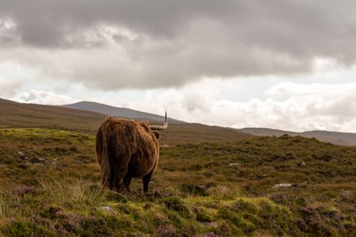 A brown highland cow in a grassland backside on a background of a cloudy sky