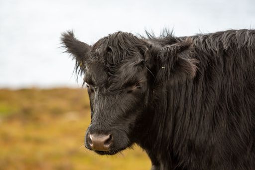 A black highland cow in a background of grassland
