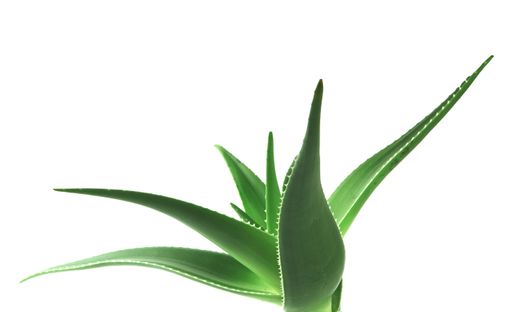 A bunch of aloe vera leaves isolated on a white background