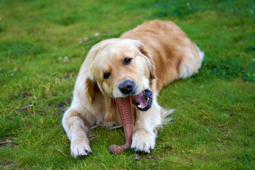 A golden retriever lying on grassland and chewing toy