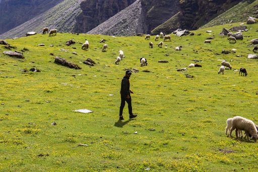 A man walking on a grassland in himalayan mountain with sheep around