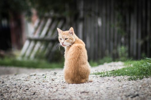 A red cat sitting in the yard and looking at the camera, a wooden gate in the background