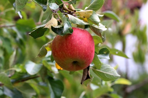 A closeup shot of fresh apples growing on the tree