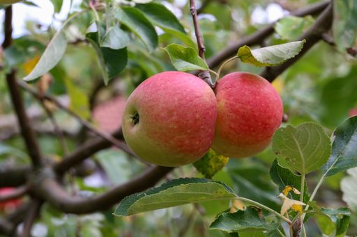 A closeup shot of fresh apples growing on the tree