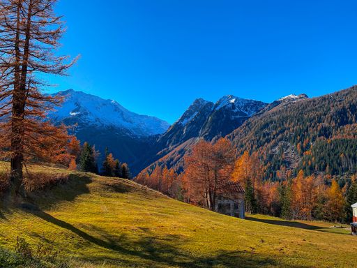 A scenic view of yellow fields and trees in autumn with hills and snowy mountains against a blue sky