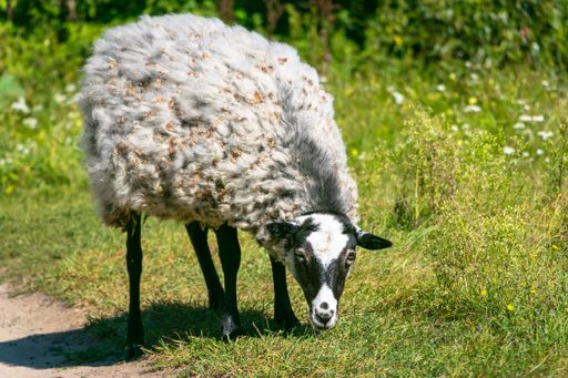 A close-up shot of a Romanov sheep grazing in the field