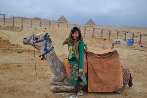 A Chinese female by a white camel on the foreground of the pyramids in Cairo, Egypt