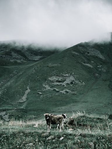 A vertical shot of cows grazing in a meadow with mountains in the background