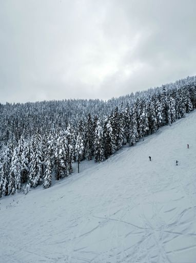 A vertical shot of a snowy hill with trees in the background