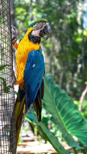 The blue-and-yellow macaw (Ara ararauna) at the zoo