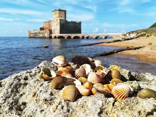 A beautiful view of shells in the foreground and Astura tower in the distance