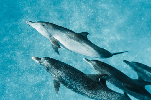 Cute Atlantic spotted dolphins swimming in the blue ocean in the Bahamas