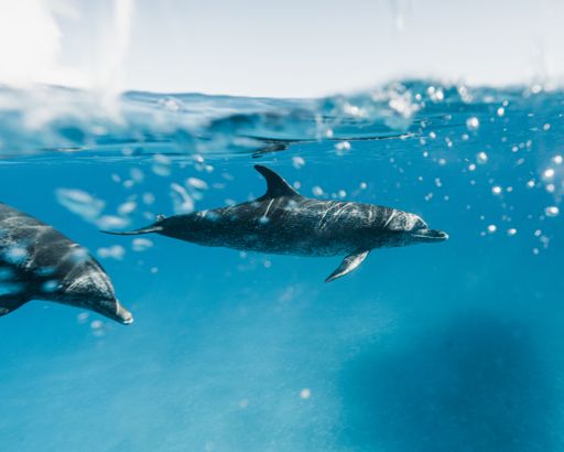 Two cute Atlantic spotted dolphins swimming in the blue ocean in the Bahamas